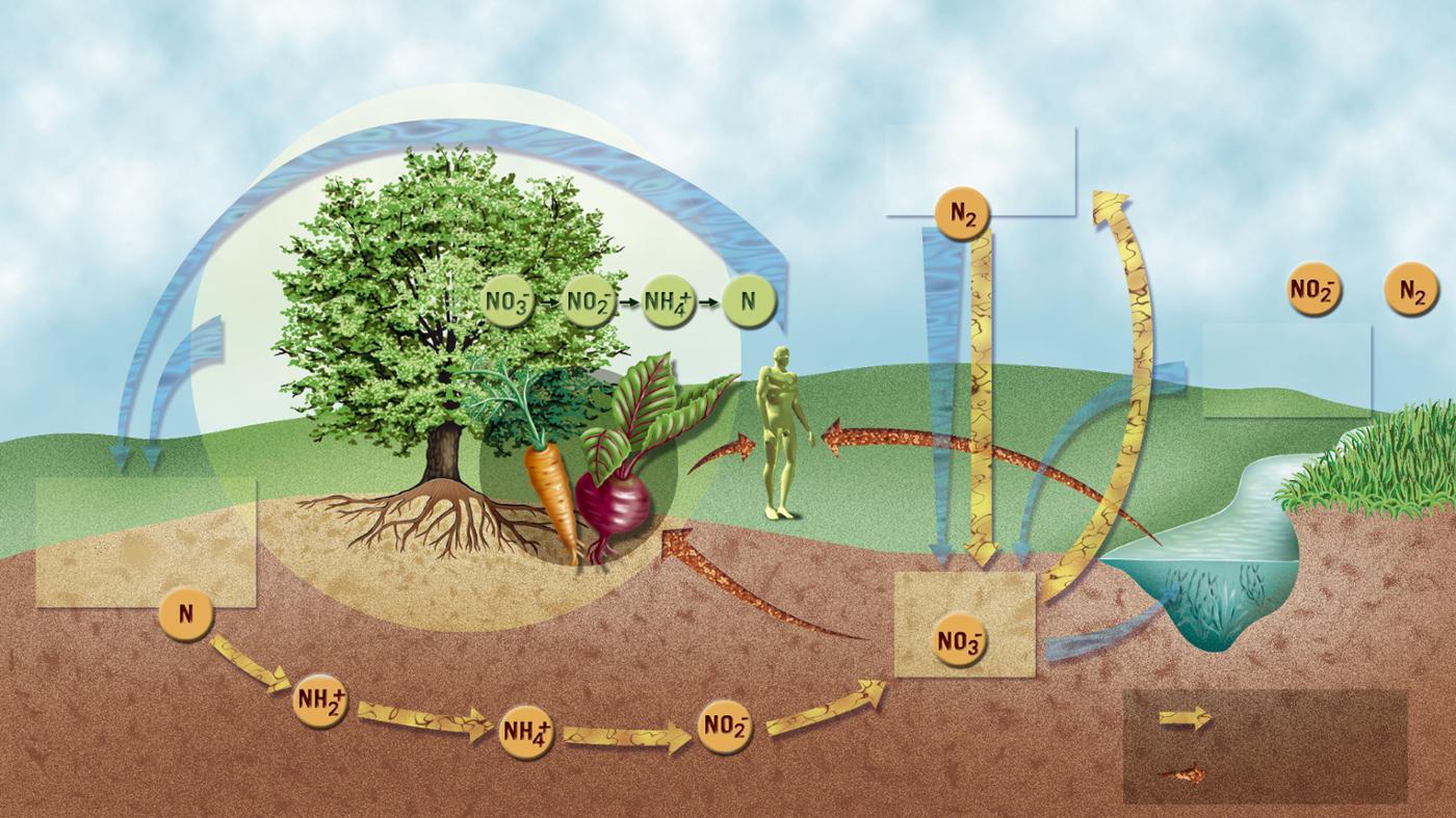 Nitrogen Stabilizer: A Revolutionary Approach to Boosting Crop Yield