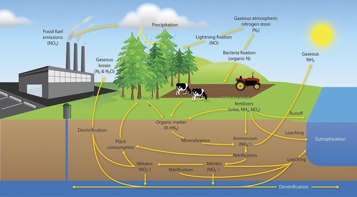 Nitrogen Stabilizer: A Revolutionary Approach to Boosting Crop Yield