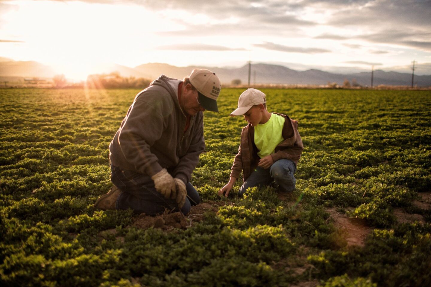 Nitrogen Stabilizer: A Revolutionary Approach to Boosting Crop Yield