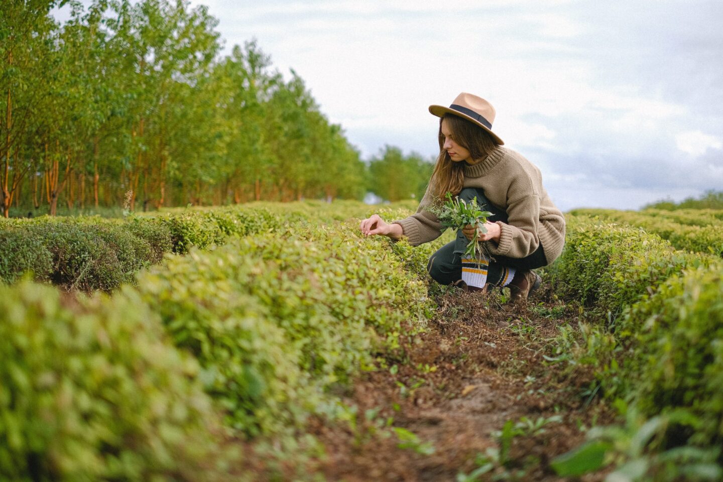 Nitrogen Stabilizer: A Revolutionary Approach to Boosting Crop Yield